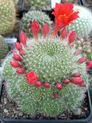 Așa cum am un cactus Așa cum am un cactus