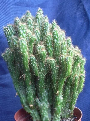 Așa cum am un cactus Așa cum am un cactus