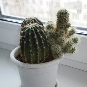 Așa cum am un cactus Așa cum am un cactus