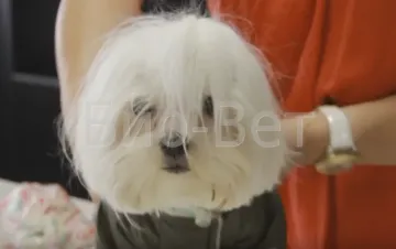 Fall dinți la câini Fall dinți la câini