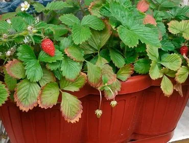 Cultivarea plantelor de căpșun în cutii