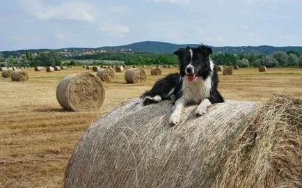 Expresia ca un câine în iesle Expresia ca un câine în iesle