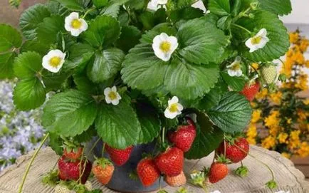 Cultivarea plantelor de căpșun în cutii