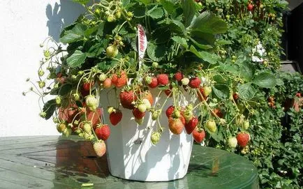Cultivarea plantelor de căpșun în cutii
