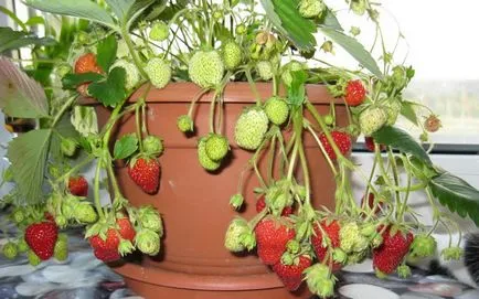 Cultivarea plantelor de căpșun în cutii