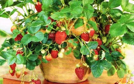 Cultivarea plantelor de căpșun în cutii