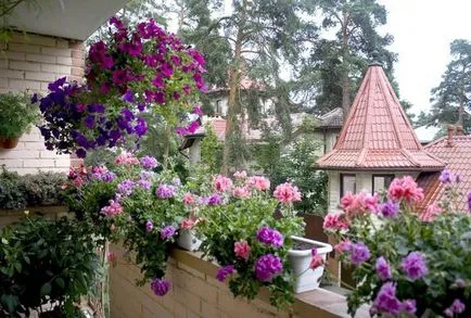 Flori în creștere pe balcon Flori în creștere pe balcon