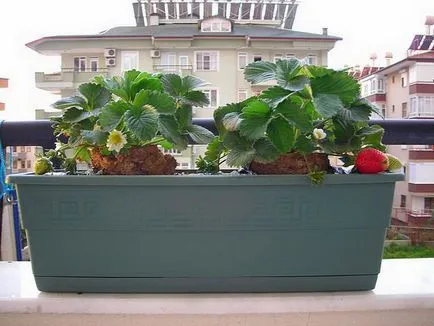 Cultivarea plantelor de căpșun în cutii