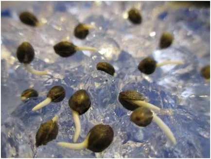 Cum să germineze kanoplya Cum să germineze kanoplya