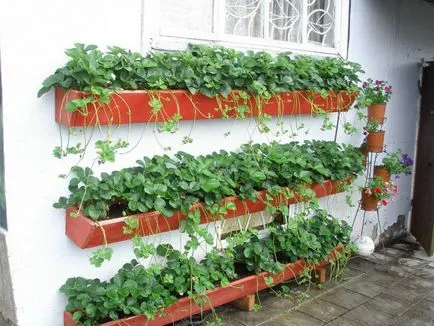 Cultivarea plantelor de căpșun în cutii Cultivarea plantelor de căpșun în cutii