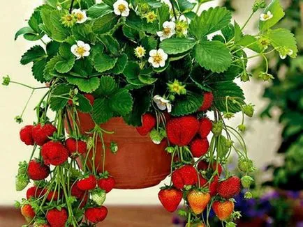 Cultivarea plantelor de căpșun în cutii