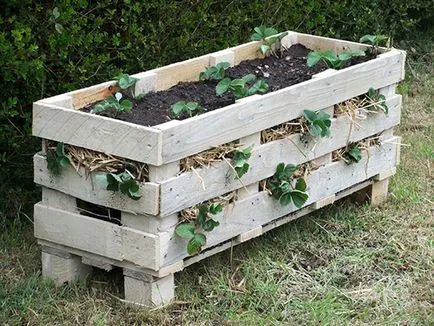 Cultivarea plantelor de căpșun în cutii Cultivarea plantelor de căpșun în cutii