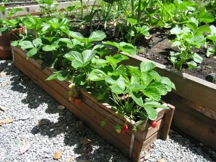 Cultivarea plantelor de căpșun în cutii Cultivarea plantelor de căpșun în cutii