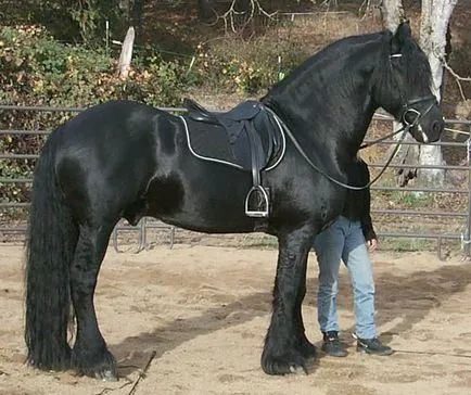 cal negru ce este