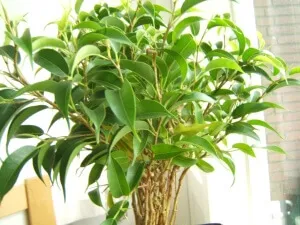 Ficus recolta Ficus recolta
