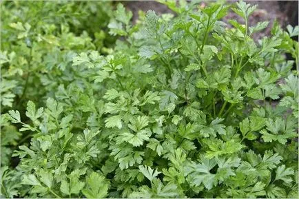 Cum de a planta patrunjel Cum de a planta patrunjel