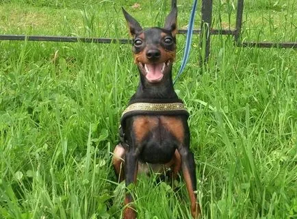 Ce Pinscher Ce Pinscher