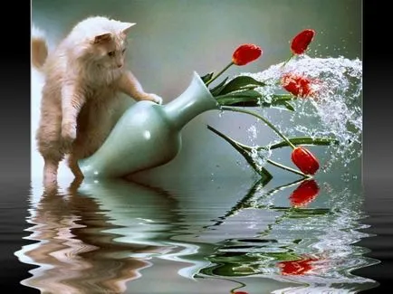 Întregul adevăr despre pisici Întregul adevăr despre pisici