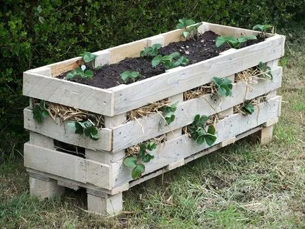 Cultivarea plantelor de căpșun în cutii