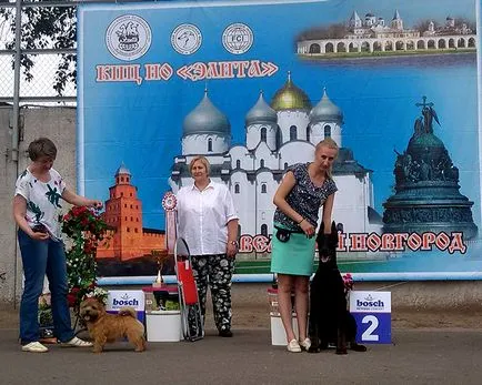 expoziție Vserumynskaya de toate rasele de câini expoziție Vserumynskaya de toate rasele de câini