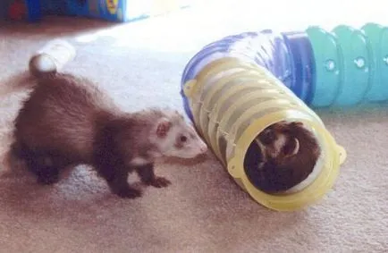 Că weasels mănâncă