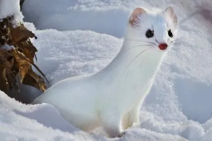 Că weasels mănâncă