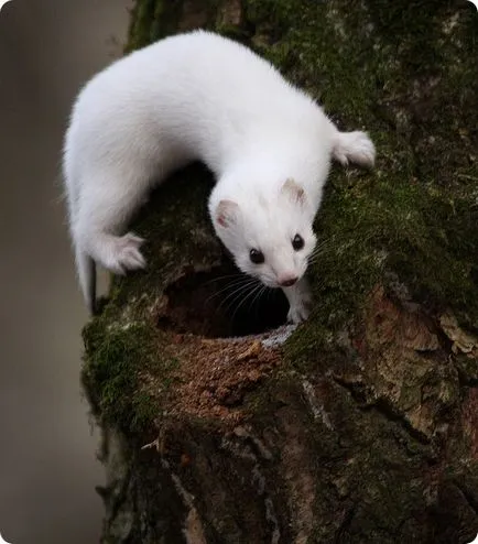 Că weasels mănâncă