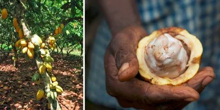 Care crește în Africa