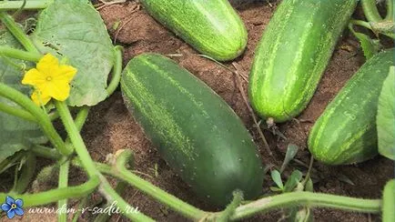 Când să planteze castraveți în teren deschis Când să planteze castraveți în teren deschis