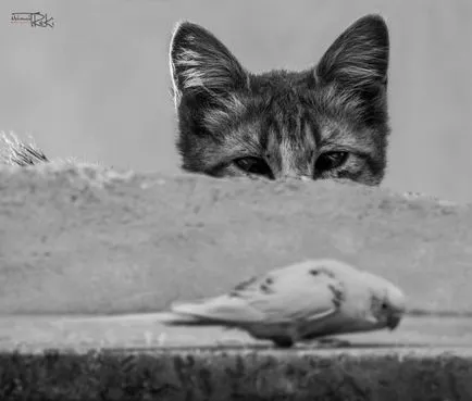 Fotografii despre pisici dragoste