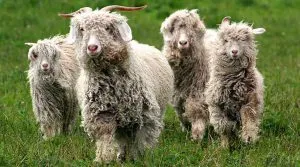 caprine Angora
