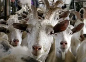 caprine Angora