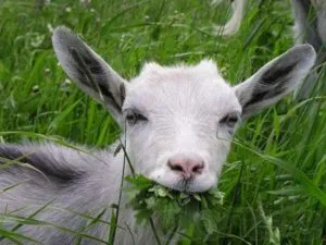 caprine Angora