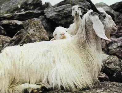 caprine Angora