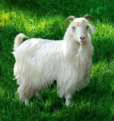 caprine Angora caprine Angora