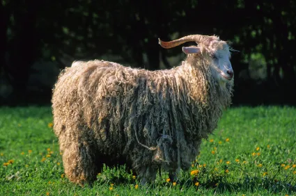 caprine Angora caprine Angora