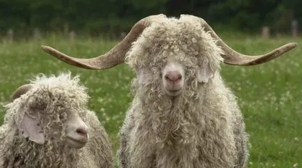 caprine Angora