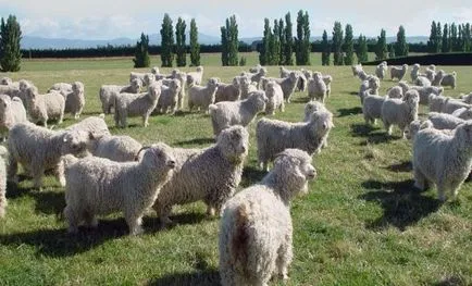 caprine Angora
