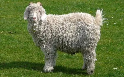 caprine Angora caprine Angora