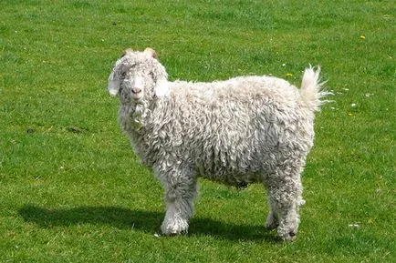 caprine Angora