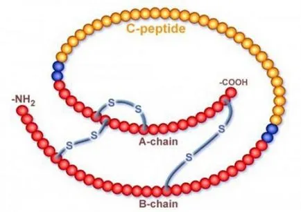 peptidele Hormonul