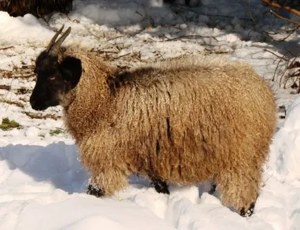 caprine Angora caprine Angora