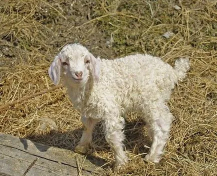 caprine Angora