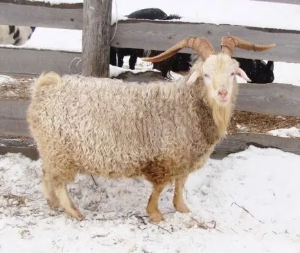 caprine Angora caprine Angora