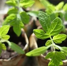Cum de a fertiliza trandafirul Cum de a fertiliza trandafirul