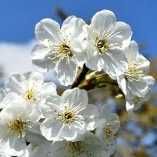 Cum de a fertiliza trandafirul Cum de a fertiliza trandafirul