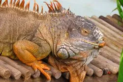 Că mânca Iguanele