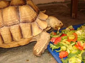 Ce se poate da țestoase