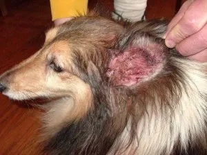 Boli ale urechii unui câine Boli ale urechii unui câine
