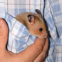 Ca hamsteri da nastere